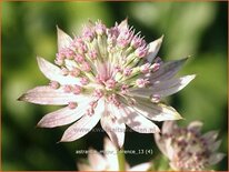 Astrantia major 'Florence'