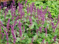 Salvia verticillata &#39;Endless Love&#39;