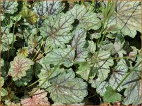 Heuchera 'Venus'