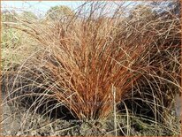 Carex comans &#39;Kupferflamme&#39;
