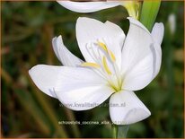 Schizostylis coccinea 'Alba'