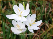 Schizostylis coccinea 'Alba'
