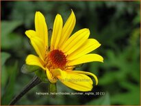 Heliopsis helianthoides &#39;Summer Nights&#39;