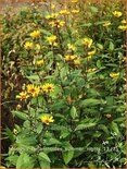 Heliopsis helianthoides &#39;Summer Nights&#39;