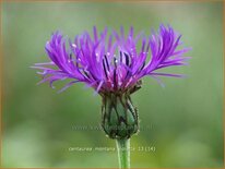 Centaurea montana 'Violetta'