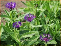 Centaurea montana 'Violetta'