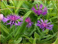 Centaurea montana 'Violetta'