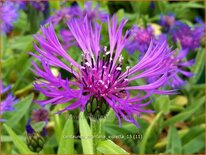 Centaurea montana 'Violetta'