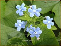 Brunnera sibirica