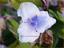 Tradescantia 'Osprey'