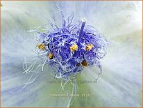 Tradescantia 'Osprey'