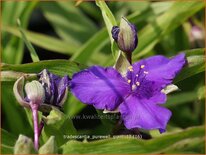 Tradescantia 'Purewell Giant'
