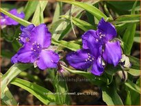 Tradescantia 'Purewell Giant'