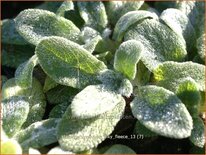 Stachys byzantina &#39;Silky Fleece&#39;