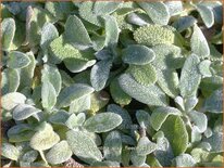 Stachys byzantina &#39;Silky Fleece&#39;