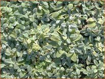 Stachys byzantina &#39;Silky Fleece&#39;