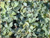 Stachys byzantina &#39;Silky Fleece&#39;