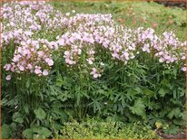 Sidalcea 'Little Princess'