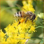 Solidago 'Super'