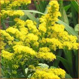 Solidago 'Super'