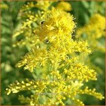 Solidago 'Super'