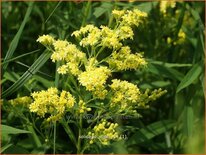 Solidago 'Super'