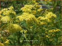 Solidago 'Super'