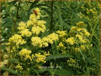 Solidago 'Super'