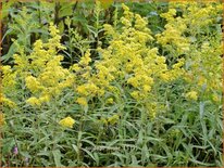 Solidago 'Super'