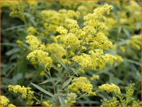 Solidago 'Super'