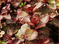 Sedum spurium 'Voodoo'