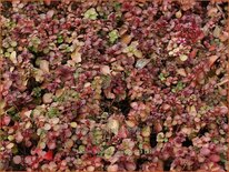 Sedum spurium 'Voodoo'
