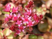 Sedum spurium 'Voodoo'
