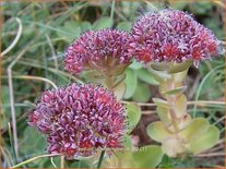 Sedum anacampseros