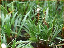 Persicaria vivipara