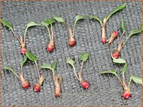 Persicaria vivipara