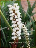 Persicaria vivipara