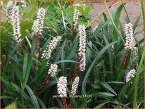 Persicaria vivipara