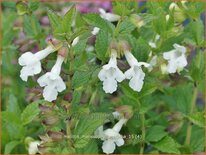 Melittis melissophyllum &#39;Alba&#39;