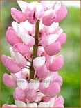 Lupinus 'Gallery Pink'