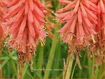 Kniphofia 'Redhot Popsicle'