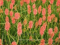 Kniphofia 'Redhot Popsicle'
