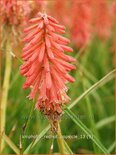 Kniphofia 'Redhot Popsicle'