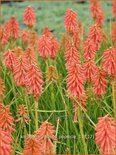 Kniphofia 'Redhot Popsicle'