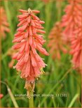Kniphofia 'Redhot Popsicle'