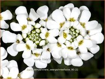 Iberis sempervirens &#39;Zwergschneeflocke&#39;
