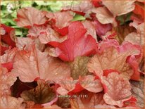Heuchera 'Rio'