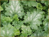 Heuchera 'Strawberry Swirl'