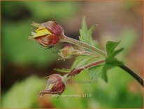 Geum 'Georgenberg'