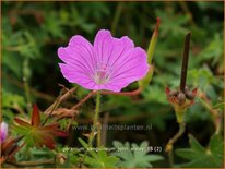 Geranium sanguineum &#39;John Elsley&#39;
